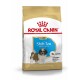 BHN Shih Tzu Puppy 1,5 kg