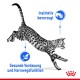 Ein springender gefleckter Kater mit Text, der "Instinktiv bevorzugt" und "Gesunde Verdauung und Harnwegsfunktion" in Blau hervorhebt.
