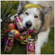 SmoothieDog Obstkorb-Flasche mit einem bunten Fruchtdesign, gekennzeichnet als natürlicher Snack für Hunde, mit Anwendungen, die an der Seite aufgeführt sind.