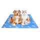 Ein Hund und eine Katze sitzen auf einer blauen Tiermatte, die mit weißen Knochenmustern dekoriert ist. Der Hund ist braun und weiß, während die Katze grau und weiß ist.