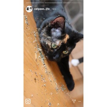 Eine Nahaufnahme einer Schildpattkatze, die auf einem Holzboden liegt, der mit Katzenminze bestreut ist, mit leuchtend grünen Augen und einem neugierigen Ausdruck.