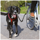 Un chien noir et blanc heureux dans un harnais rouge marche aux côtés d'une personne à vélo, profitant d'une journée ensoleillée à l'extérieur.