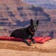 Ein schwarzer Hund liegt auf einer roten Matte vor einer malerischen felsigen Landschaft und genießt die Natur.