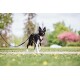 Ein schwarz-weißer Hund, der ein Geschirr trägt, läuft auf einem grasbewachsenen Weg mit gelben Blumen, umgeben von Bäumen und einem verschwommenen Hintergrund.