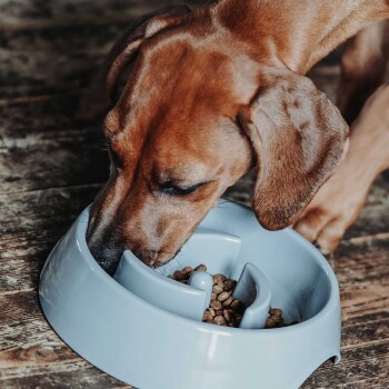 Ein brauner Hund frisst aus einer grauen, langsamen Fressschüssel, die mit Trockenfutter gefüllt ist, auf einem Holzboden.