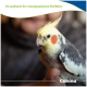 Nymphensittich auf einem Finger mit orangefarbener Wangenzeichnung; sichtbarer Text: 'So entfernt ihr unangenehme Gerüche' und 'Canina'.