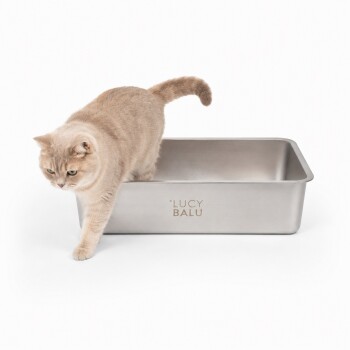 Eine getigerte Katze sitzt in einer eleganten Edelstahl-Haustierschüssel, die mit "LUCY BALU" auf der Seite graviert ist, vor einem weißen Hintergrund.