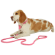 A brown and white beagle lying down, wearing a pink harness, with a matching pink rope leash laid out beside it.