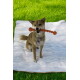 Shiba Inu fauve assis sur une couverture blanche rayée sur l'herbe, portant un collier et tenant un long jouet à mâcher rouge dans la bouche.