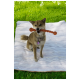 Beige Shiba Inu zit op een gestreept wit deken in het gras, draagt een halsband en heeft een lang rood kauwspeelgoed in zijn mond