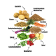 Bild von Zutaten für Haustierfutter: Kartoffeln, Linsen, Insektenprotein, Karotten, Rote Beete, Spinat, Liebstöckel, Hagebutten, Leinsamen und Äpfel, beschriftet.