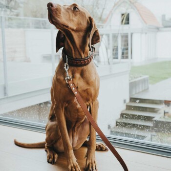 Ein brauner Hund mit einem geflochtenen Halsband sitzt neben einem großen Fenster und schaut nach oben, mit einer Lederleine befestigt.