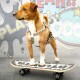 Braun-weißer Hund trägt ein buntes Geschirr und steht auf einem Skateboard vor einem Graffiti-Hintergrund mit den Worten „PLAY“ und „YEAH“.