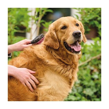 Golden retriever die buiten wordt geborsteld met groenblijvende planten op de achtergrond, kijkt blij en ontspannen.