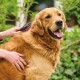 Golden retriever die buiten wordt geborsteld met groenblijvende planten op de achtergrond, kijkt blij en ontspannen.