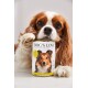 Een Cavalier King Charles Spaniel houdt een blik "DOG'S LOVE" hondenvoer vast met een hond op het etiket, met tekst die aangeeft dat het kippen smaak is.
