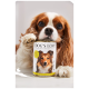 Un Cavalier King Charles Spaniel tient une boîte de nourriture pour chiens "DOG'S LOVE" avec un chien sur l'étiquette, avec un texte indiquant qu'il s'agit d'une saveur de poulet.