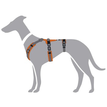 Illustration eines grauen Hundes, der ein verstellbares orangefarbenes Geschirr trägt, das sein Design und seine Passform zeigt.