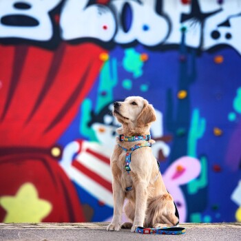 Golden Retriever Welpe trägt ein buntes Geschirr und eine Leine, sitzt vor einer lebhaften Graffiti-Wand.