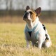 Ein Französischer Bulldogge, die ein hellblaues Geschirr trägt, sitzt auf Gras und schaut mit einem selbstbewussten Ausdruck nach oben, vor einem verschwommenen Hintergrund.