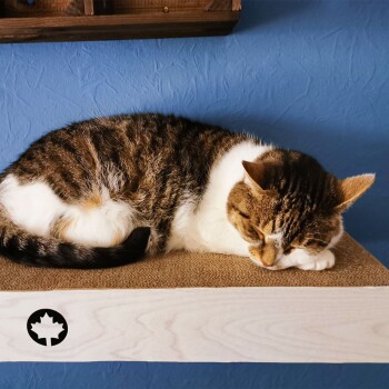 Eine schlafende getigerte Katze, die sich auf einem Holzregal mit einer hellen Oberfläche zusammenrollt, vor einer blauen Wand.