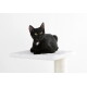 Schwarze Katze mit kleinem weißen Fleck auf der Brust, die auf einer weißen Katzenbaum-Plattform vor weißem Hintergrund liegt.