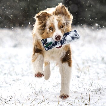 Braun-weißer Hund läuft im Schnee und hält ein schneebedecktes blaues Spielzeug im Maul.