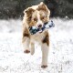 Braun-weißer Hund läuft im Schnee und hält ein schneebedecktes blaues Spielzeug im Maul.