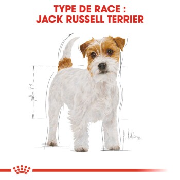 Illustration d'un Jack Russell Terrier avec un pelage blanc et fauve, accompagnée de mesures et du texte "TYPE DE RACE : JACK RUSSELL TERRIER."