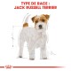 Illustration d'un Jack Russell Terrier avec un pelage blanc et fauve, accompagnée de mesures et du texte "TYPE DE RACE : JACK RUSSELL TERRIER."