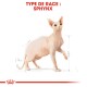 Illustration d'un chat Sphynx avec des mesures détaillées, étiquetée "TYPE DE RACE : SPHYNX" en texte rouge gras en haut.
