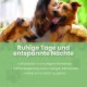 Verpackung für ALPHAZOO Care Seelenruhe-Tabletten für Hunde, die Ruhe fördern, mit Text, der natürliche Inhaltsstoffe und lokale Produktion hervorhebt.