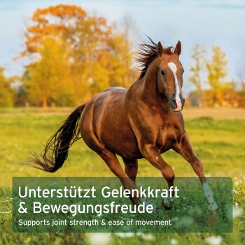 Ein braunes Pferd galoppiert auf einer grünen Wiese mit Herbstbäumen. Überlagerungstext: "Unterstützt die Gelenkstärke & Beweglichkeit."