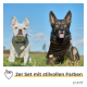 Zwei Hunde in Bandanas: eine grüne Französische Bulldogge und ein schwarzer Deutscher Schäferhund auf einer Wiese. Text: "2er Set mit stilvollen Farben."