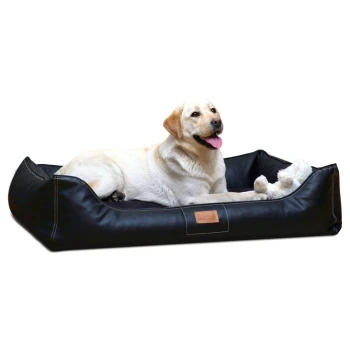 Gelber Labrador Retriever liegt auf einem schwarzen Lederhundebett mit einem weißen Plüschspielzeug.