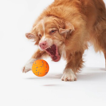 Goldbrauner Hund stößt mit der Pfote einen orange getupften Ball auf weißem Hintergrund an.