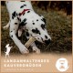 Dalmatiner-Hund kaut draußen auf einem Knochen, deutscher Text über langanhaltenden Kaugenuss, natürlich und kalorienfrei.