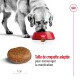 SHN Maxi Adult 5+ 4 kg