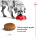 Un golden retriever mange dans un bol rouge, avec des croquettes à proximité. Texte : "Taille de croquette adaptée pour encourager la mastication."