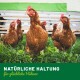 Eine Gruppe brauner Hühner, die im grünen Gras nach Futter suchen, mit dem Text 'NATÜRLICHE HALTUNG für glückliche Hühner', der prominent angezeigt wird.