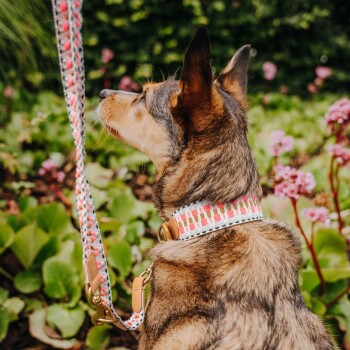 Eine Nahaufnahme eines braunen und grauen Hundes, der ein farbenfrohes, gemustertes Halsband und eine Leine trägt, umgeben von grünem Laub und rosa Blumen.
