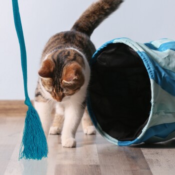 Eine verspielte dreifarbige Katze nähert sich neugierig einem blauen und türkisfarbenen zusammenklappbaren Tunnel, mit einem langen türkisfarbenen Quast, der in der Nähe hängt.