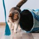 Eine verspielte dreifarbige Katze nähert sich neugierig einem blauen und türkisfarbenen zusammenklappbaren Tunnel, mit einem langen türkisfarbenen Quast, der in der Nähe hängt.