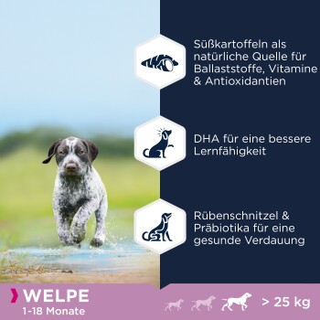 Ein verspielter Welpe läuft durch Wasser und zeigt die Vorteile von Futter: Süßkartoffeln für Ballaststoffe, DHA für Lernen und Probiotika für die Verdauung.