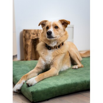 Ein entspannter Hund liegt auf einem grünen Haustierbett und zeigt sein hellbraunes Fell und ein stilvolles Leopardenmuster-Halsband.