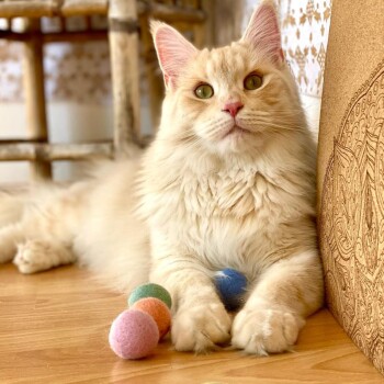 Eine flauschige cremefarbene Katze mit grünen Augen sitzt auf einem Holzboden und ruht ihre Pfoten auf bunten Filzkugeln in Pink, Blau, Grün und Orange.