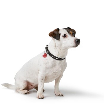 Kleiner weißer Jack-Russell-Hund mit braunen Kopfplatten, schwarzem Nietenhalsband und rotem Herzanhänger vor weißem Hintergrund.