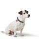 Kleiner weißer Jack-Russell-Hund mit braunen Kopfplatten, schwarzem Nietenhalsband und rotem Herzanhänger vor weißem Hintergrund.