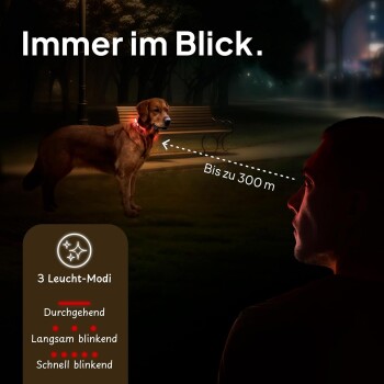 Ein Golden Retriever mit einem leuchtenden Halsband steht nachts in einem Park, mit Sichtweite von bis zu 300 Metern und drei Lichtmodi.