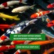 Bunte Koi-Fische in einem Teich mit dem Text: "Verbessert die Wasserqualität im Teich und unterstützt die Sichtbarkeit" und "Wirksam ohne schädliche Biozide."